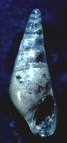 Eulimidae da identificare